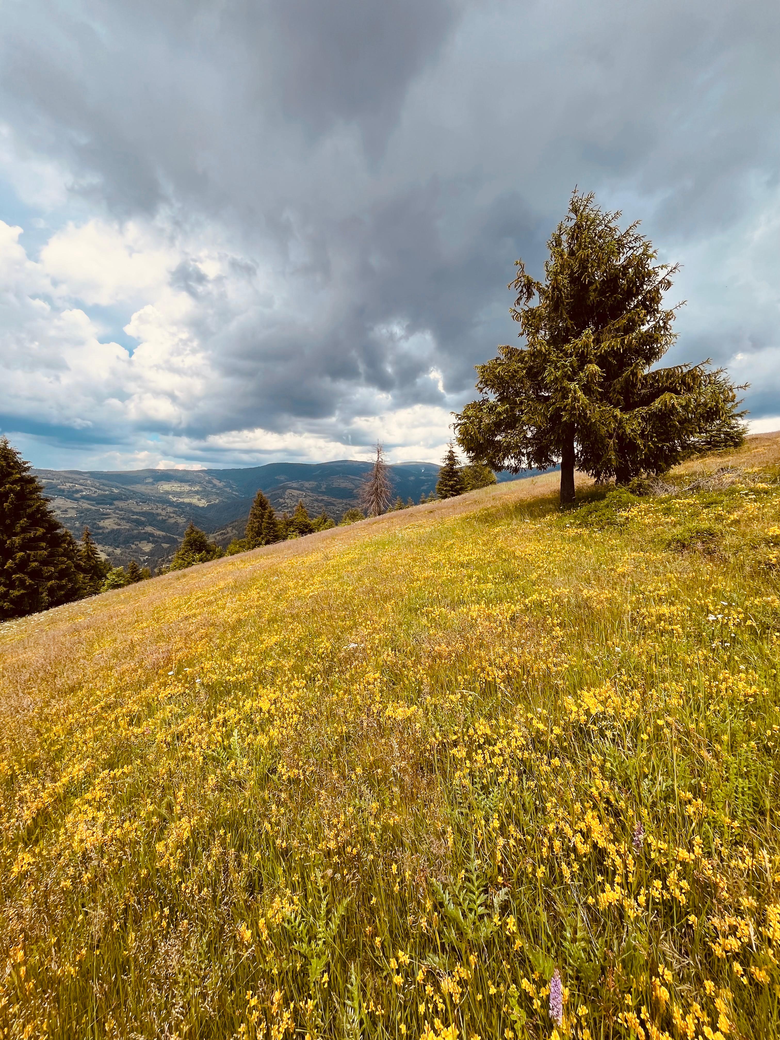 Dealuri pline de flori si view spre Apuseni langa Cabana KayLuna