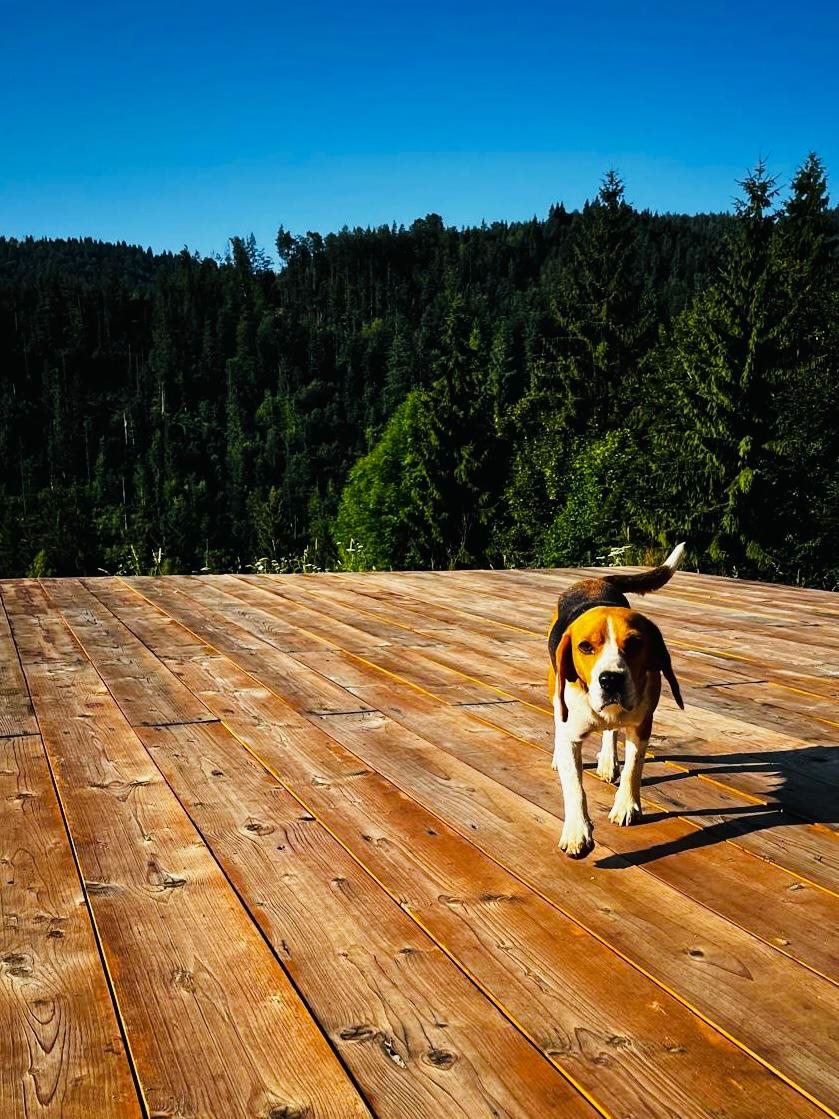 Caine pe terasa Cabanei KayLuna, cazare pet friendly in Apuseni
